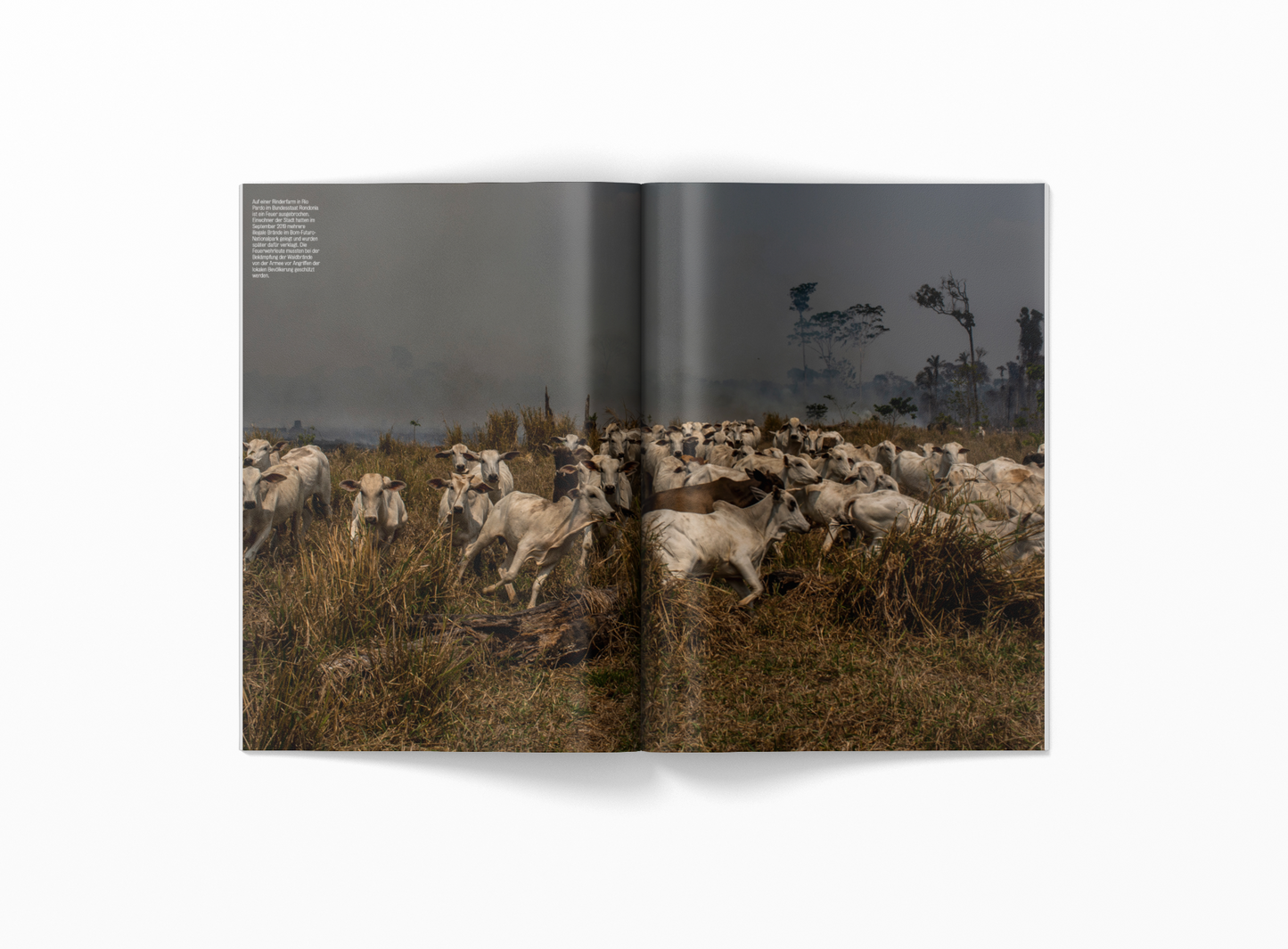 Bundle: Fotos für die Pressefreiheit 2023 und 2024